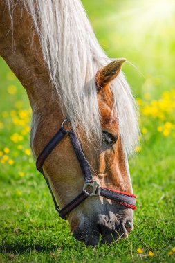 sarı çiçekler ile at otlatma
