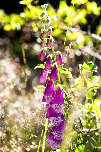 Foxglove or Digitalis Purpurea — Stock Photo, Image