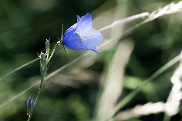 Detalhe de um único Bluebell ou Campanula persicifolia — Fotografia de Stock