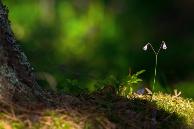 twinflower veya linnaea borealis çiçek