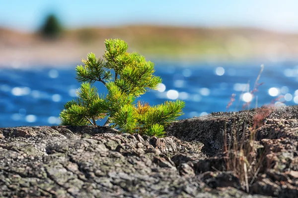Pequeno pinheiro na costa, Suécia — Fotografia de Stock