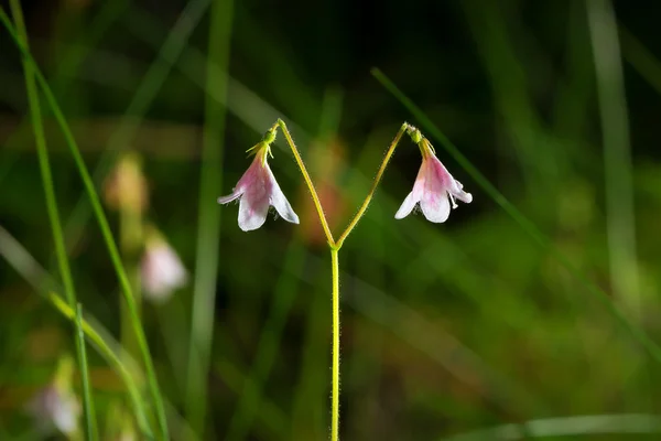 Twinflower detay — Stok fotoğraf