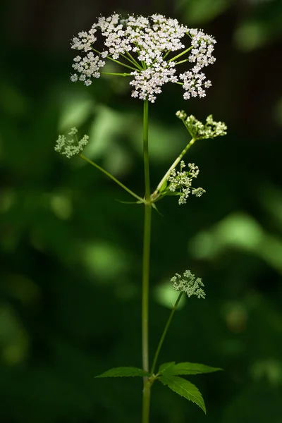 Flor de salsa de vaca (Anthriscus sylvestris ) — Fotografia de Stock