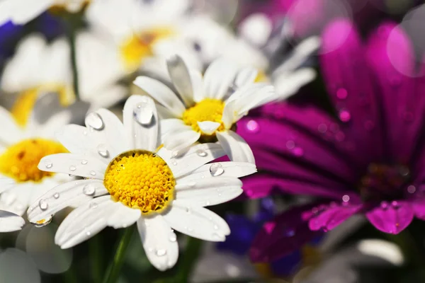 Nasse weiße Gänseblümchen und fliederfarbene Gerbera — Stockfoto