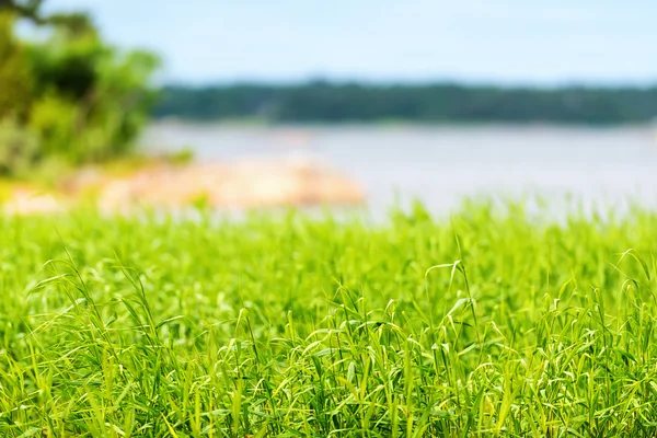 Grama no litoral durante o verão — Fotografia de Stock