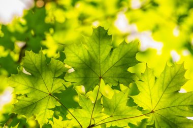 arkadan aydınlatmalı yeşil akçaağaç yaprakları üzerinde bulanık yeşillik