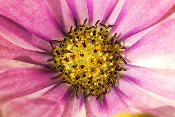 Closeup of puple Gerbera — Stock Photo, Image