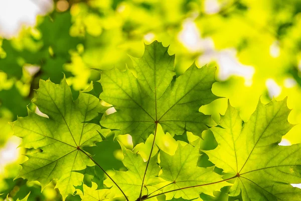 Backlit green maple leaves over blurred foliage — Stock Photo, Image