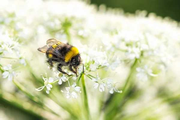 Closeup of bumblebee on cow parsley — Stock Photo, Image