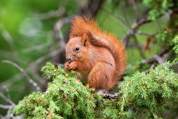 Écureuil roux assis dans un genévrier — Photo