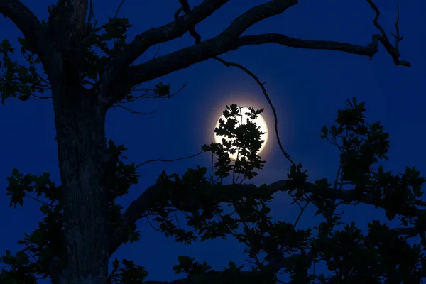 Hojas de roble siluetas contra luna llena — Foto de Stock