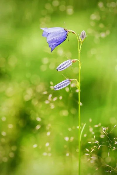 Fioletowy bellflower na zielonym tle — Zdjęcie stockowe