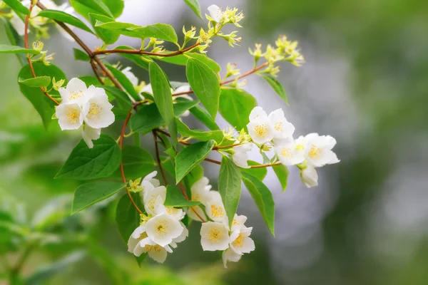 Жасмин цветы на ветке — стоковое фото