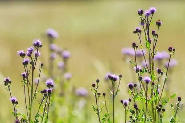 Thistles with pink flowers — Stock Photo, Image