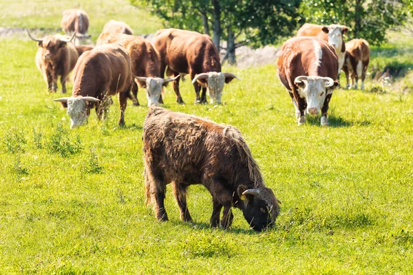 Herd of cows with some highland cattle grazing — Stock Photo, Image