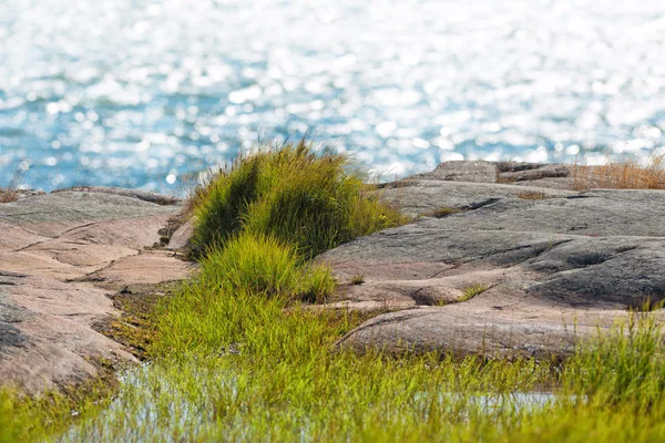 Küstenszene mit detailliertem Gras im Vordergrund — Stockfoto