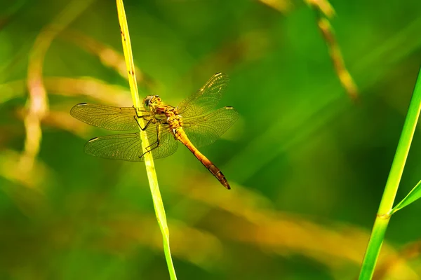 Libelle auf einem Grasstroh — Stockfoto