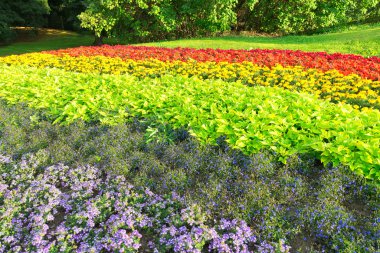 flowerbed Stockholm gökkuşağı renkleri sırasında geç summerday