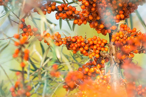 Clusters van oranje zee vuilboom — Stockfoto