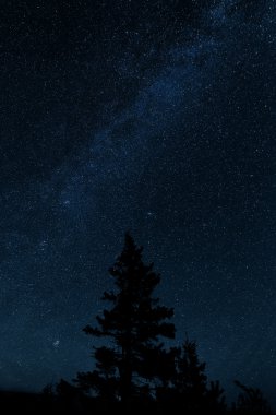 bir ağaç milkyway