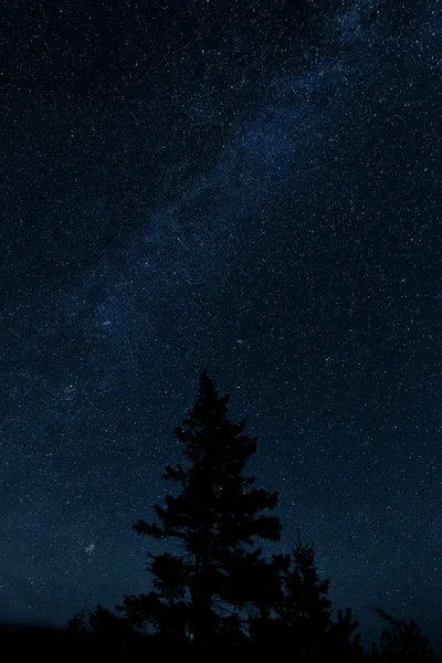 Via lattea con un albero — Foto Stock