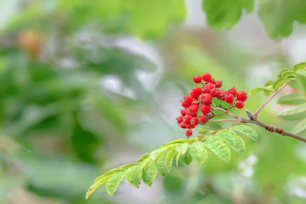Rowan berries — Stock Photo, Image