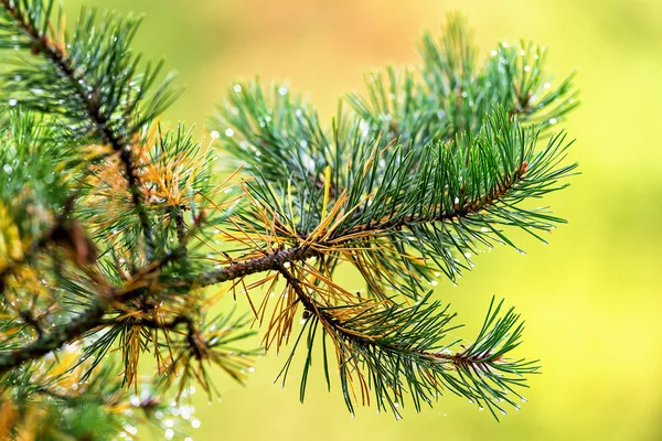 Branch of a pine tree with raindrops — Stock Photo, Image