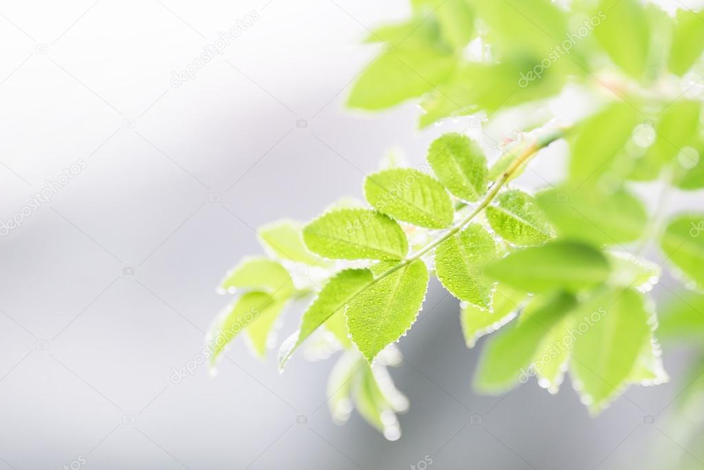 Rosehip leafes