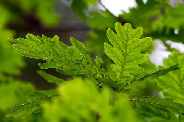 Hojas de roble en fondo brillante — Foto de Stock