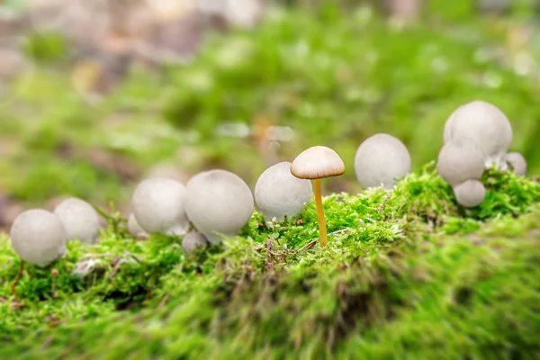 Puffballs with one ordinary mushroom — Stock Photo, Image