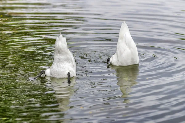 Two white swans grazing in water — Stock Photo, Image