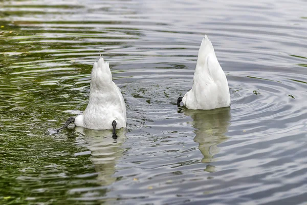 Two white swans grazing in water Stock Photo