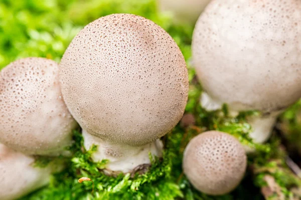 Puffball mushroom — Stock Photo, Image
