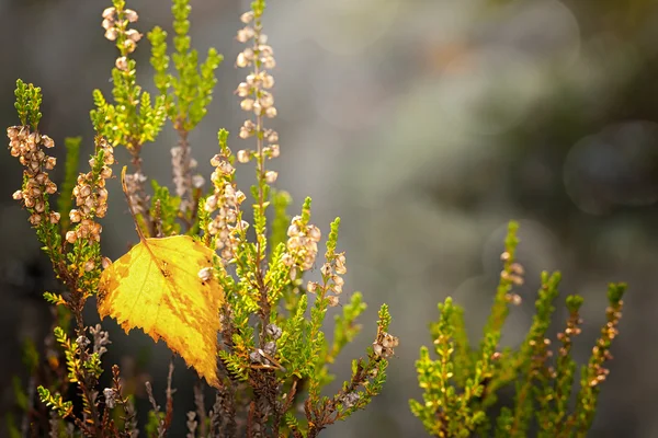 Folha amarela de vidoeiro em urze — Fotografia de Stock