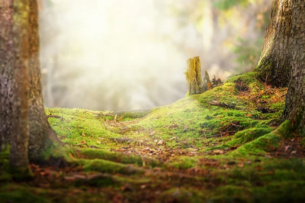 arka plan ışığı güneşte bir son ile iz