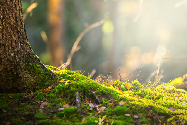 Forest floor in autumn with ray of light