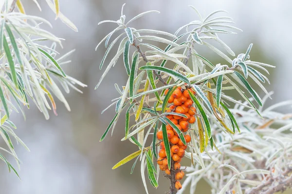 Sea buckthorn berries during a frosty morning — Stock Photo, Image