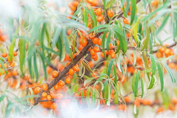 Branch of Sea Buckthorn — Stock Photo, Image