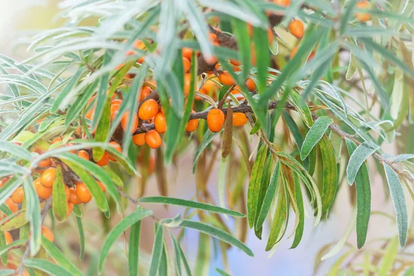 Sea Buckthorn во время холодного утра — стоковое фото