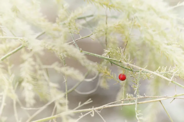 Single red berry during a frosty morning — Stock Photo, Image