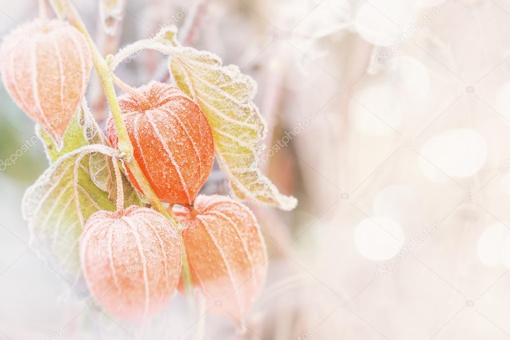 Chinese Lantern plant in frost