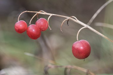 Vadideki zambak kırmızı meyveler