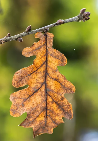 オークの葉枝 — ストック写真