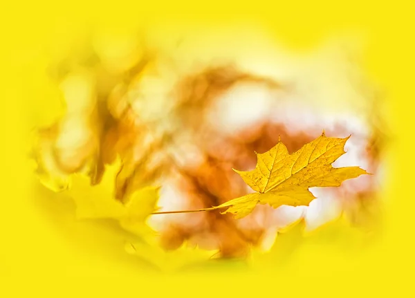 Folha de bordo no fundo amarelo — Fotografia de Stock