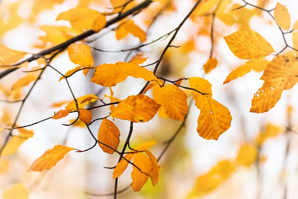 Autumn leaves on a stem — Stock Photo, Image