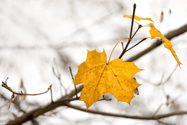 Últimas hojas de arce — Foto de Stock