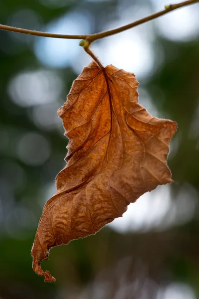 Hoja de otoño desmenuzada marrón — Foto de Stock