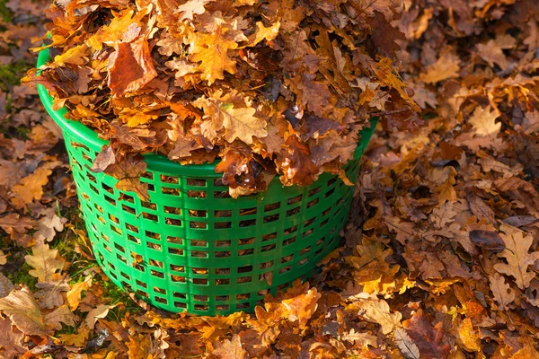 Mand vol Herfstbladeren — Stockfoto