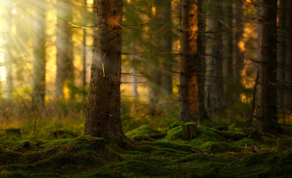 Foresta di conifere in una mattina d'estate — Foto Stock