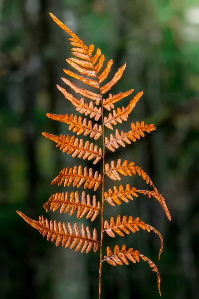 Осіннє листя папороті помаранчевого кольору — стокове фото